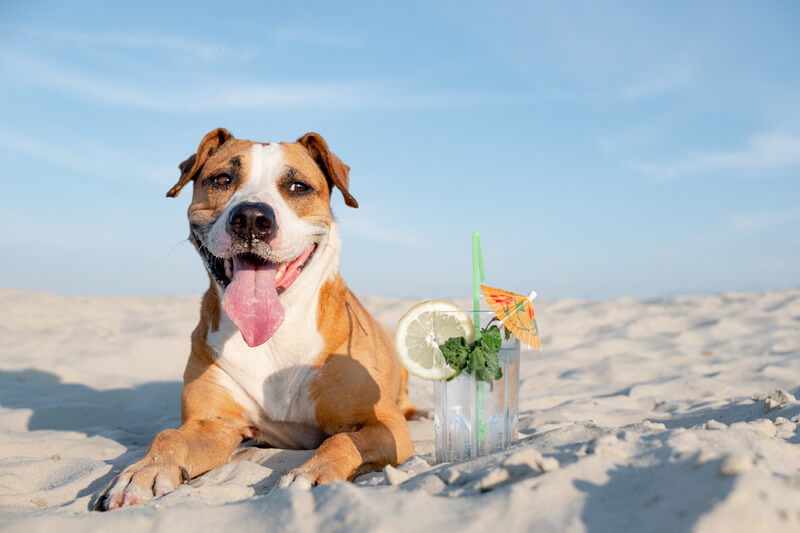 heat-stroke-in-dogs-beach-photo